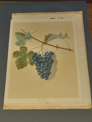 Lot 202 - Ehret (Georg Dionysius). Six botanical engravings, [1750 - 73]