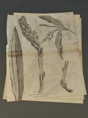 Lot 202 - Ehret (Georg Dionysius). Six botanical engravings, [1750 - 73]