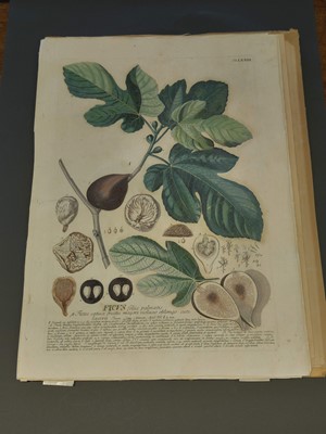 Lot 202 - Ehret (Georg Dionysius). Six botanical engravings, [1750 - 73]