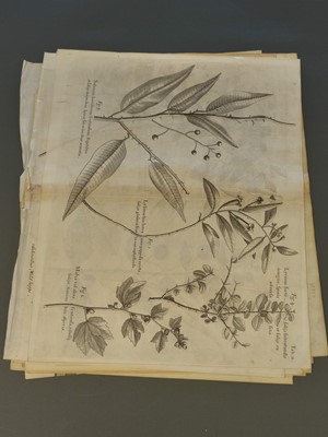 Lot 202 - Ehret (Georg Dionysius). Six botanical engravings, [1750 - 73]