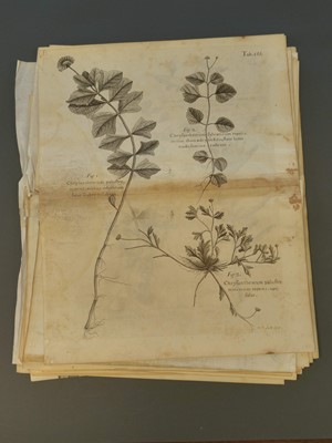 Lot 202 - Ehret (Georg Dionysius). Six botanical engravings, [1750 - 73]