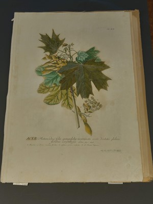 Lot 202 - Ehret (Georg Dionysius). Six botanical engravings, [1750 - 73]