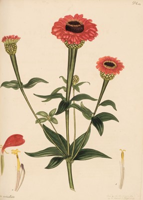 Lot 71 - Andrews (H. C.). The Botanist's Repository, volume 3 (only), 1797