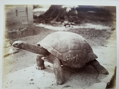 Lot 99 - India. An assorted group of 53 photographs of Indian people and scenes, c. 1860-1880