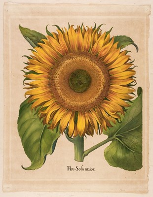 Lot 195 - Besler (Basilius). Flos Solis maior, Eichstatt [1713]