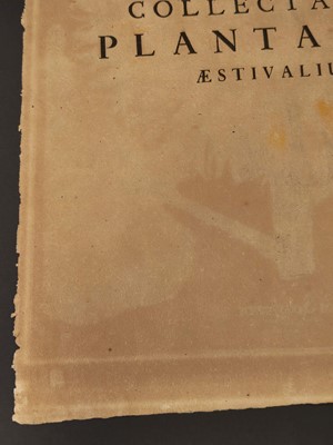 Lot 195 - Besler (Basilius). Flos Solis maior, Eichstatt [1713]