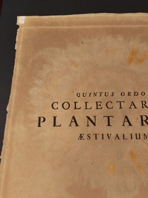 Lot 195 - Besler (Basilius). Flos Solis maior, Eichstatt [1713]
