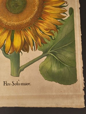 Lot 195 - Besler (Basilius). Flos Solis maior, Eichstatt [1713]
