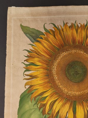Lot 195 - Besler (Basilius). Flos Solis maior, Eichstatt [1713]