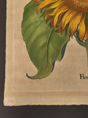 Lot 195 - Besler (Basilius). Flos Solis maior, Eichstatt [1713]