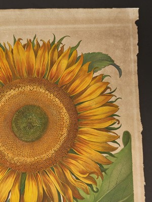 Lot 195 - Besler (Basilius). Flos Solis maior, Eichstatt [1713]