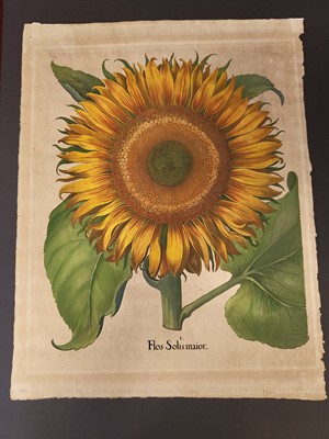 Lot 195 - Besler (Basilius). Flos Solis maior, Eichstatt [1713]