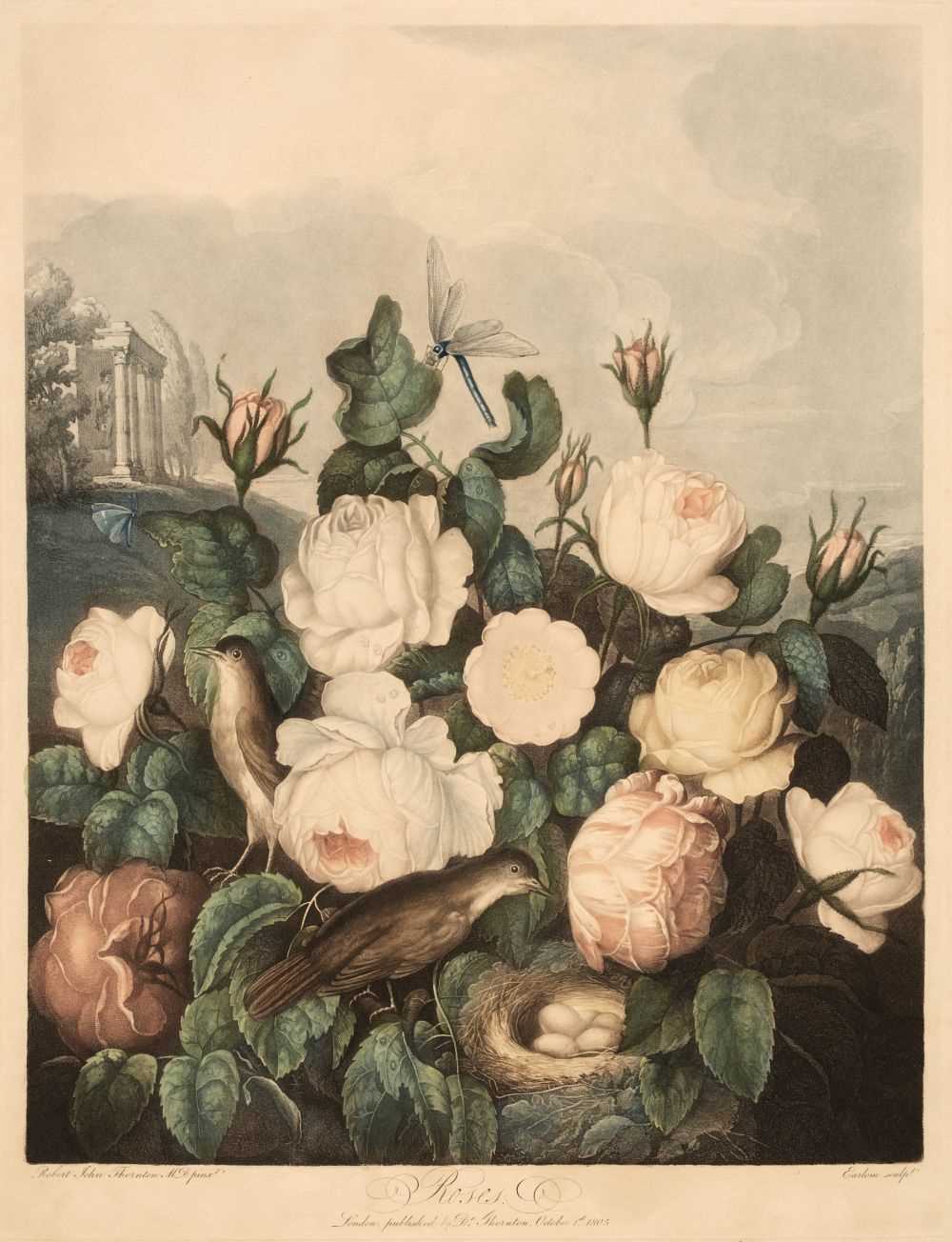 Lot 237 - Thornton (Dr. Robert). Roses, October 1st