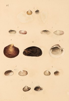 Lot 89 - Montagu (George). Testacea Britannica or Natural History of British Shells