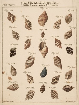 Lot 233 - Shell & Crustaceans. A collection of approximately 80 prints, mostly 18th-century