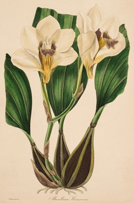 Lot 172 - Botany. A collection of approximately 130 prints, 19th century