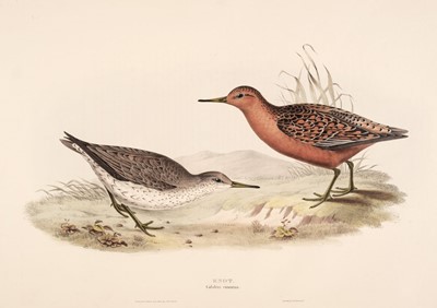 Lot 196 - Gould (John). A collection of 12 waders [1832 - 37]