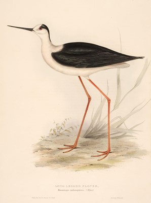 Lot 197 - Gould (John). A collection of 12 waders [1832 - 37]