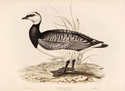 Lot 198 - Gould (John). A collection of 12 Water & Sea Birds [1832 - 37]