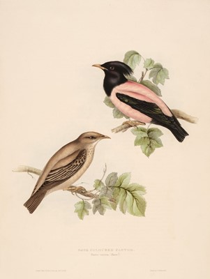 Lot 199 - Gould (John). A collection of 18 birds [1832 - 37]