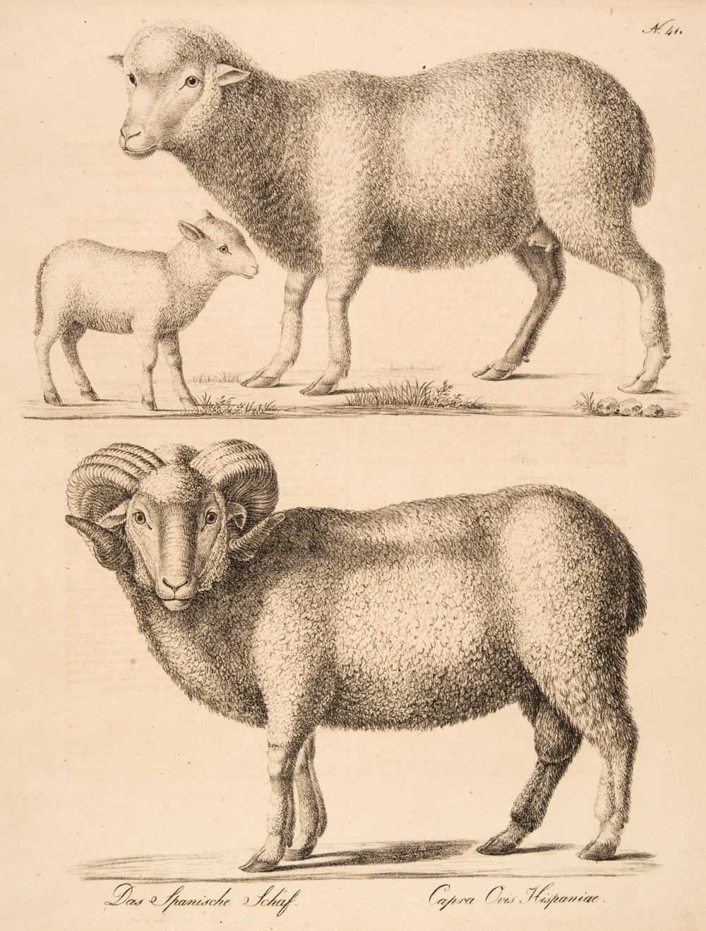 Lot 176 - Brodtmann (Karl Joseph). A collection of approximately 140 lithographs, circa 1830