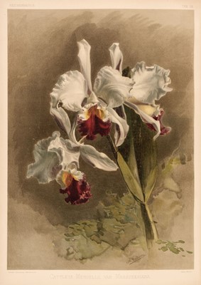 Lot 121 - Sander (Frederick). Reichenbachia. Orchids Illustrated and Described, 4 vols., 1888-1894