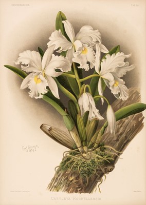 Lot 121 - Sander (Frederick). Reichenbachia. Orchids Illustrated and Described, 4 vols., 1888-1894