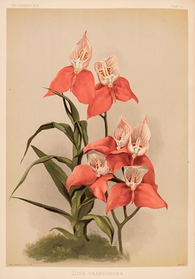 Lot 121 - Sander (Frederick). Reichenbachia. Orchids Illustrated and Described, 4 vols., 1888-1894