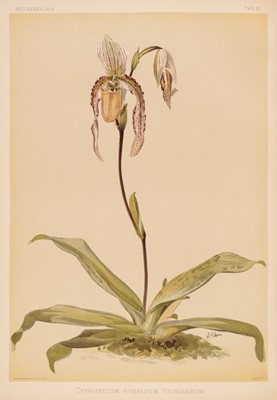 Lot 69 - Sander (Frederick). Reichenbachia. Orchids Illustrated and Described, 4 vols., 1888-1894