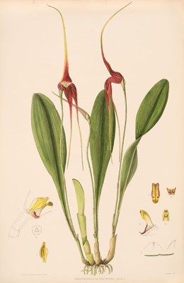 Lot 73 - Woolward (Miss Florence H.). The Genus Masdevallia. Issued by the Marquess of Lothian, 1896