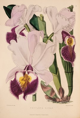 Lot 61 - Jennings (Samuel). Orchids: and How to Grow them in India and other Tropical Climates, 1875