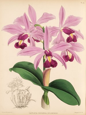 Lot 61 - Jennings (Samuel). Orchids: and How to Grow them in India and other Tropical Climates, 1875