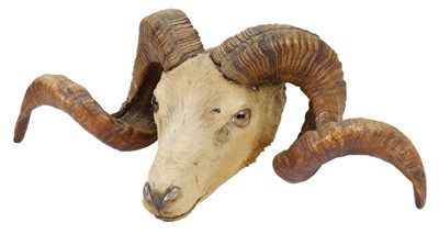 Lot 570 - Taxidermy. A late Victorian North Ronaldsay, Orkney Sheep taxidermic head