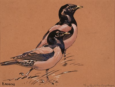 Lot 178 - Ennion (Eric, 1900-1981). Rosy Starling, pen and ink