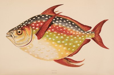 Lot 58 - Couch (J.). A History of the Fishes of the British Islands, 1st edition, London: 1862-65