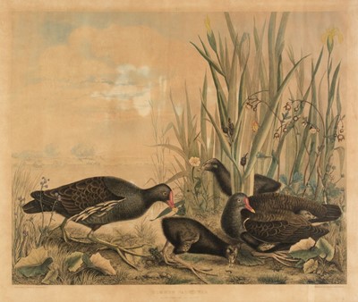 Lot 167 - Aikman (Alex T.). Common Gallinule. Male, Female and Young, Edinburgh, circa 1841