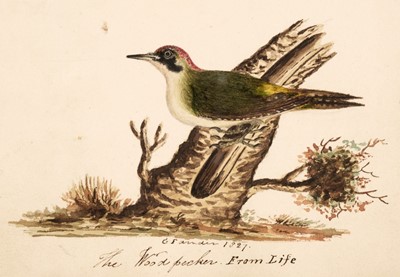 Lot 112 - Ornithological Watercolours. Two Albums of original watercolours by George Farnden, circa 1826-27