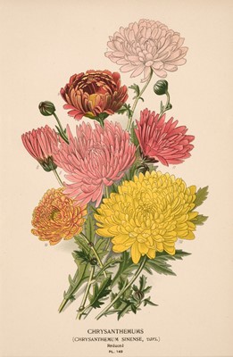 Lot 172 - Botanical. A collection of approximately 230 prints, mostly 19th and 20th-century