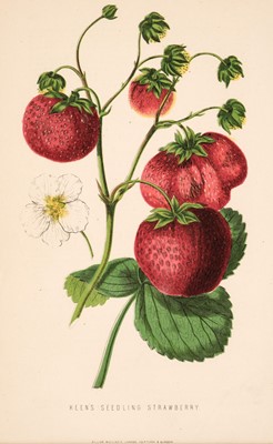 Lot 179 - Fruit. A collection of approximately 160 prints, mostly 19th and  20th-century