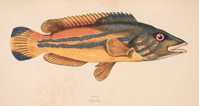 Lot 104 - Couch (Jonathan). A History of the Fishes of the British Islands, 4 volumes, 1877-78