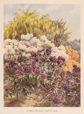 Lot 108 - Millais (J.G.). Rhododendrons, 2 vols, 1st & 2nd series, 1917-24