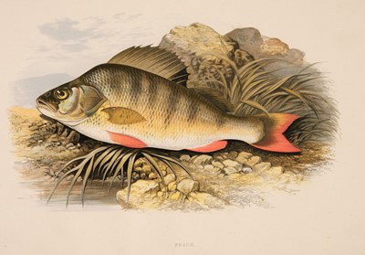 Lot 97 - Houghton (William). British Fresh-Water Fishes, 1st edition, London: William Mackenzie, [1879]