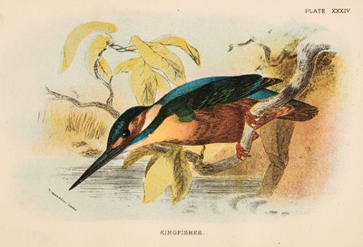 Lot 162 - Natural History. A collection of approximately 250 prints, mostly 19th and 20th-century