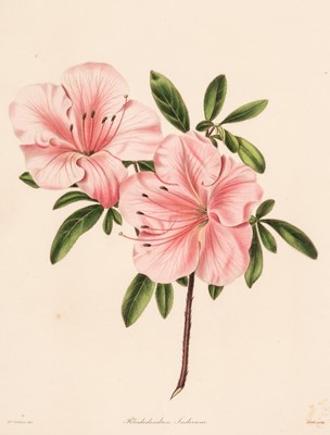 Lot 127 - Botanical. A collection of approximately 300 prints, mostly 19th and 20th-century