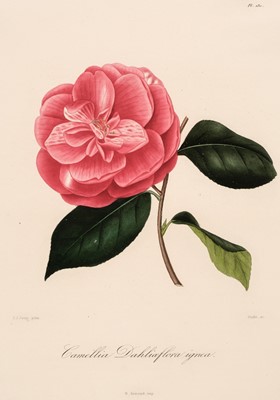 Lot 128 - Botany. Jung (J. J.), Four engravings of Camellias [1839 - 43]