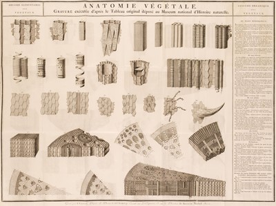 Lot 78 - Brisseau-Mirabel (C. F.) Traite d'Anatomie et de Physiologie Vegetales, 2 volumes, 1810