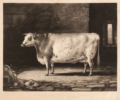 Lot 210 - Cattle. Landseer (Thomas),  Portrait of the Celebrated Short Horned Cow Bracelet..., circa 1843