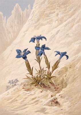 Lot 130 - Walton (Elijah). Flowers from the Upper Alps, London: W.M. Thompson, 1869