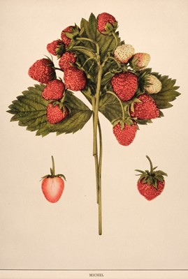 Lot 221 - Fruit. A collection of approximately 120 prints, mostly 20th-century