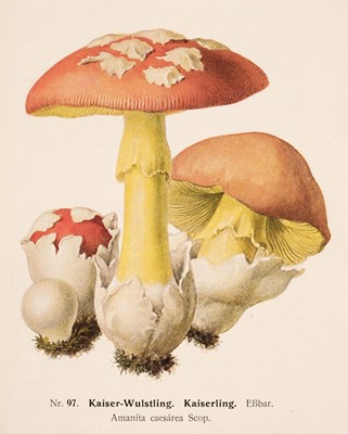 Lot 222 - Fungi. A collection of approximately 150 prints, mostly 20th-century